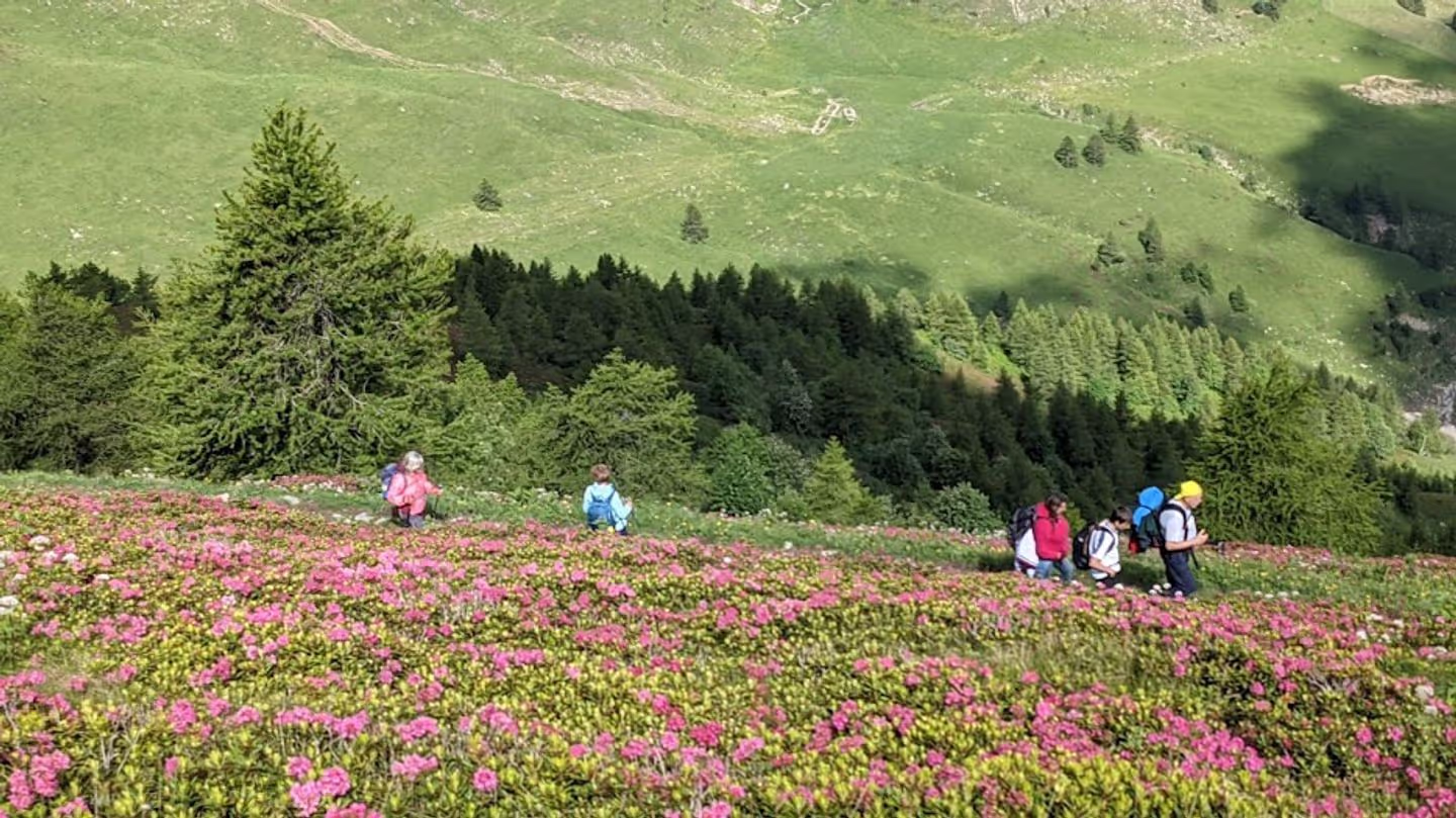 La prateria di rododendri più vasta d'Europa. Alpi Liguri