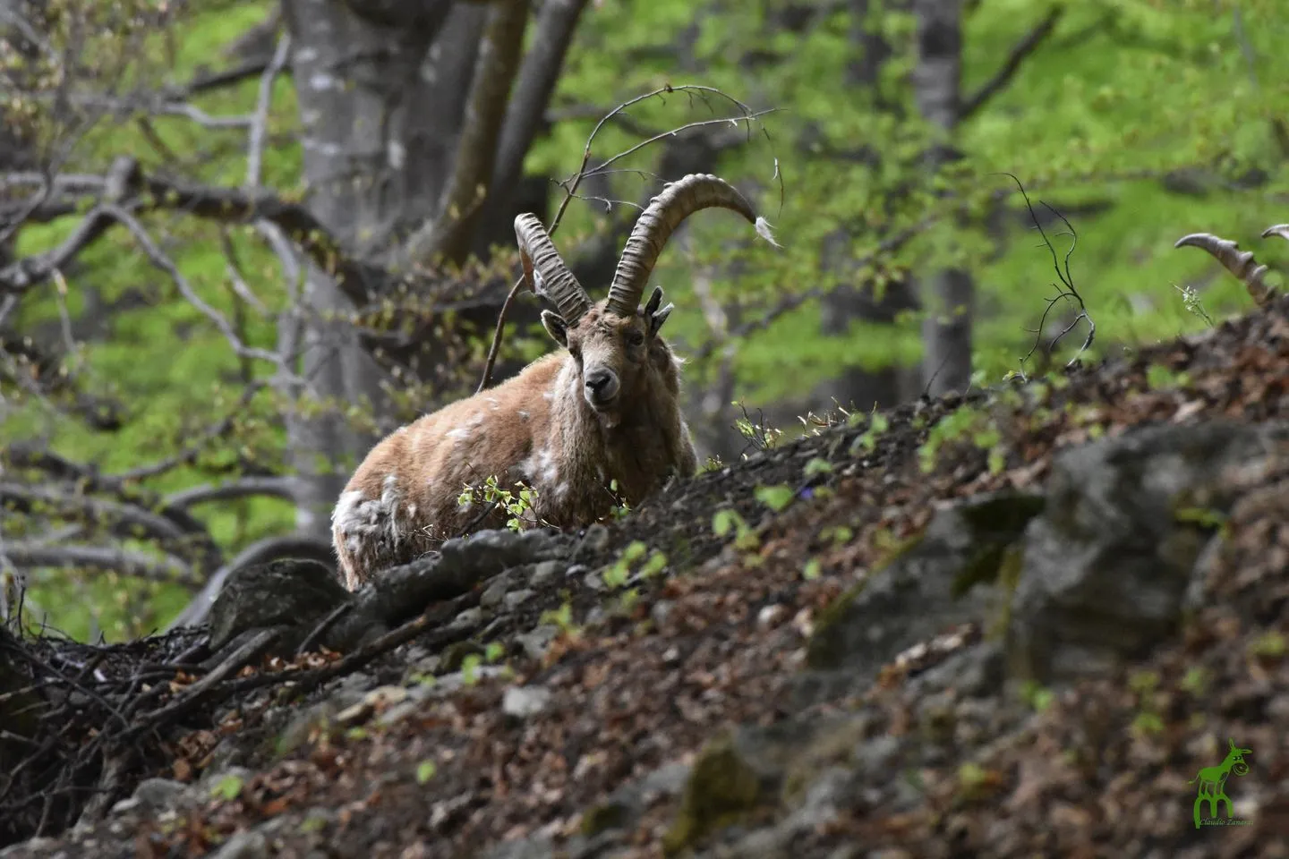 Stambecco Parco delle Alpi Marittime 